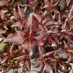 Vajgela kvetnatá (Weigela florida) ´ALEXANDRA´® výška: 40-60 cm, kont. C2L